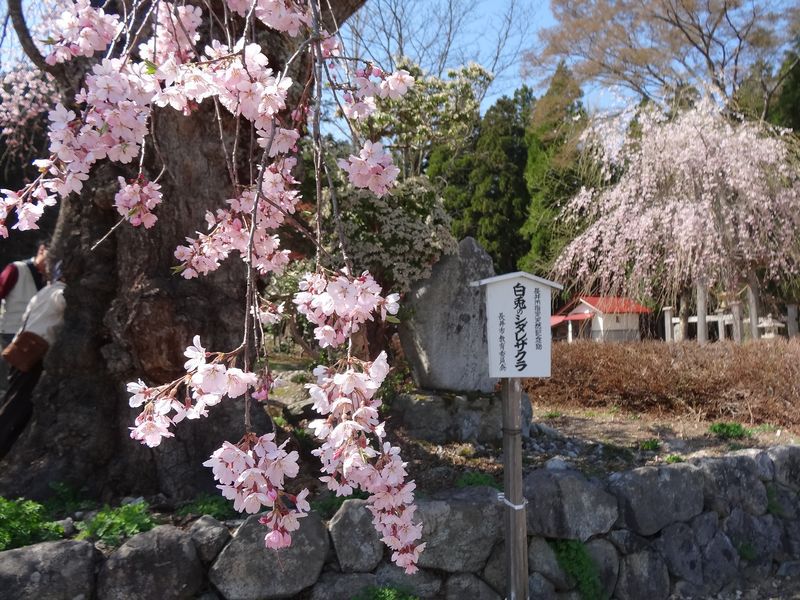 '15白兎のしだれ桜の開花情報（4月25日）