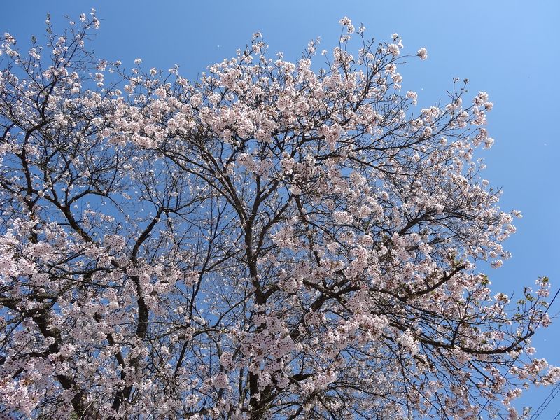 '15伊佐沢の久保桜の開花状況（4月26日）