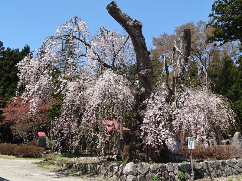 '15白兎のしだれ桜の開花状況（4月26日）
