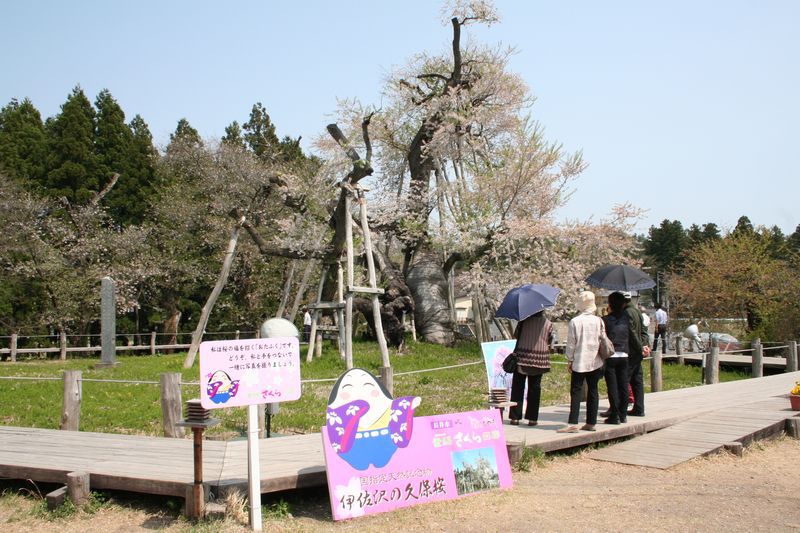 '15伊佐沢の久保桜の開花状況（4月28日）