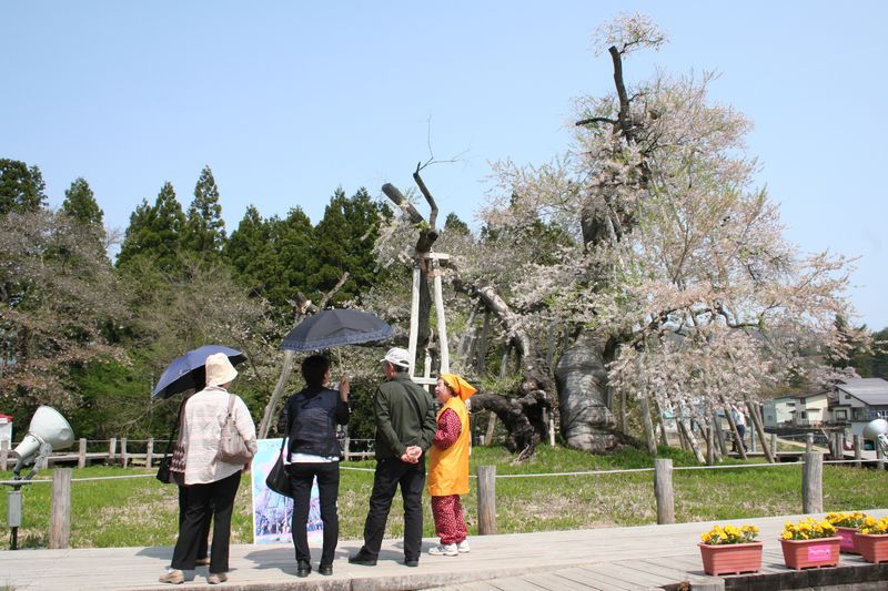 '15長井市内桜情報（4月30日・最終）