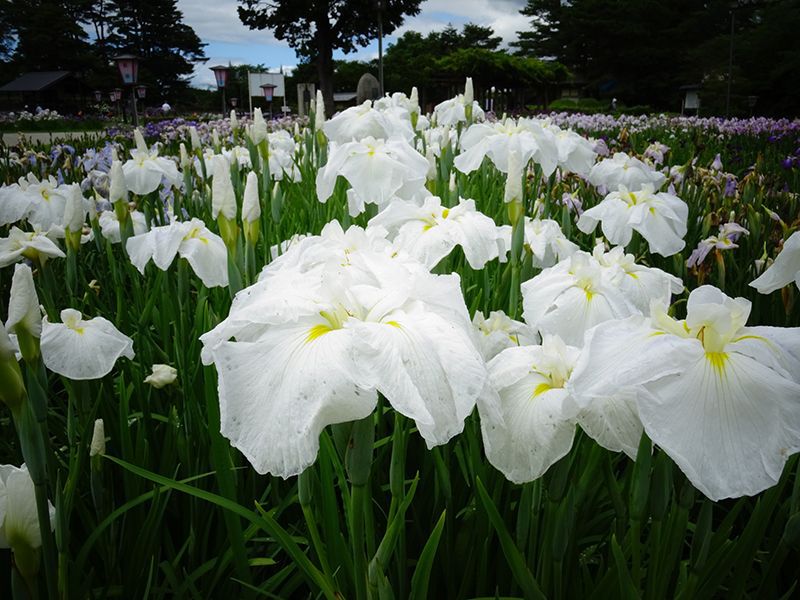 '15あやめ公園開花情報 (6月29日)