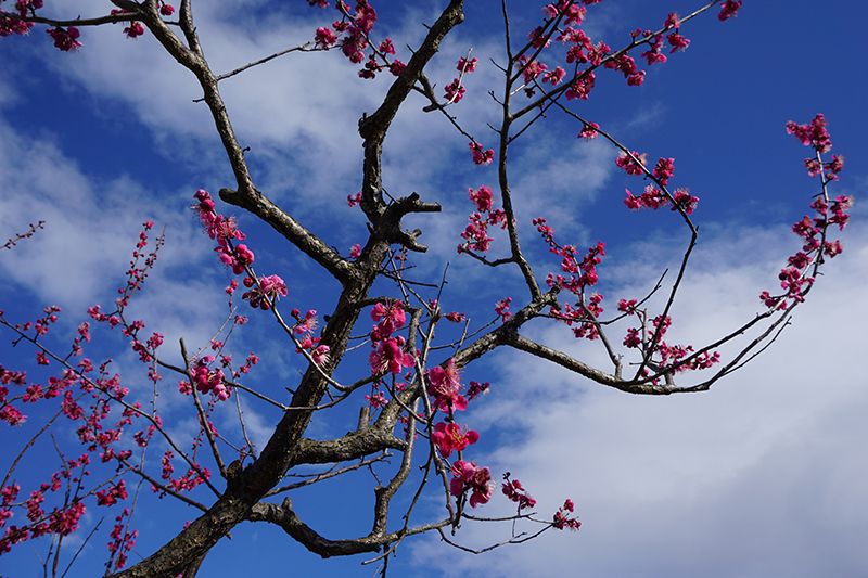 ’16最上川河川敷　梅林の開花情報（3月24日）