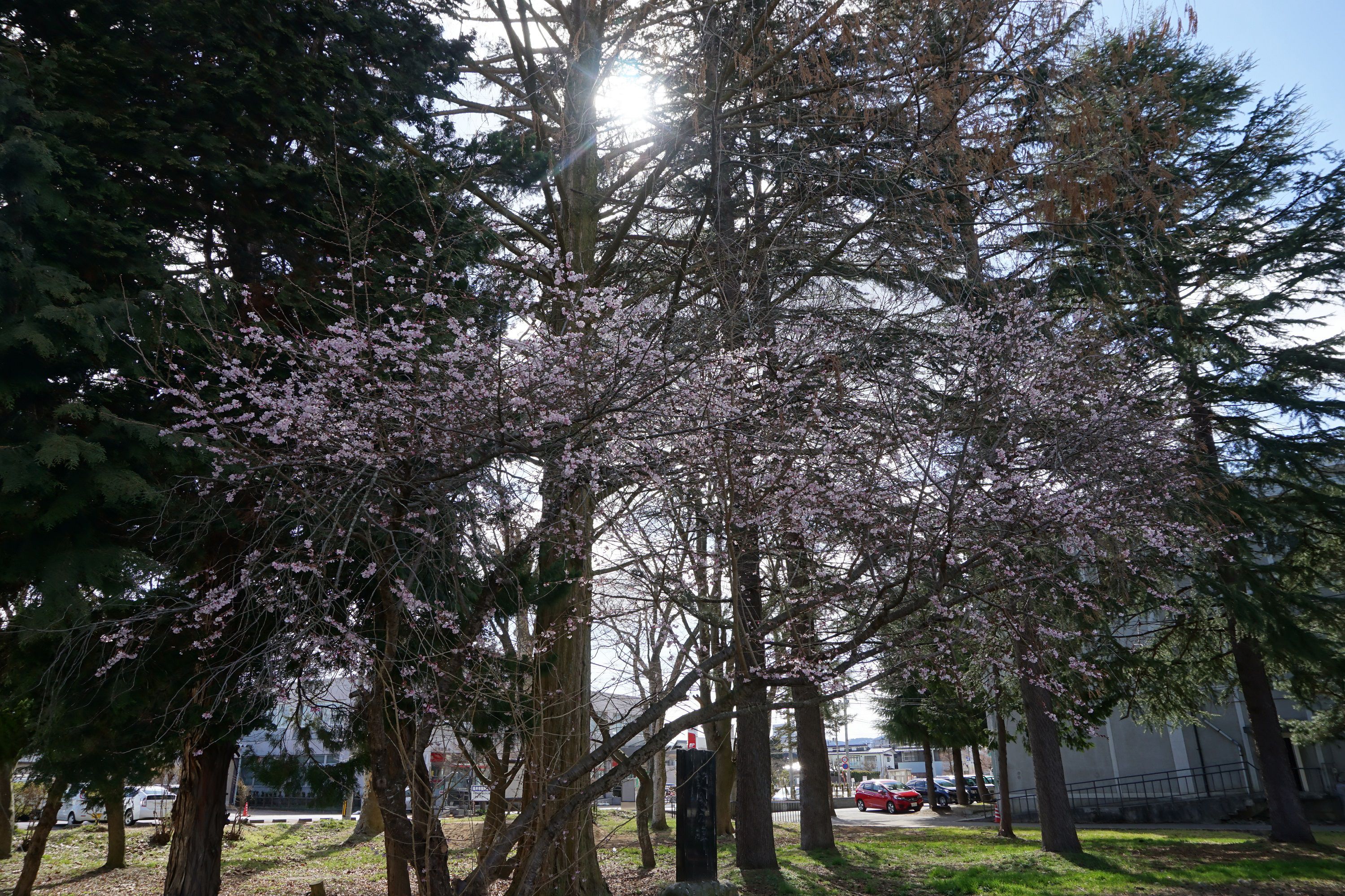 一足早い桜を発見♪