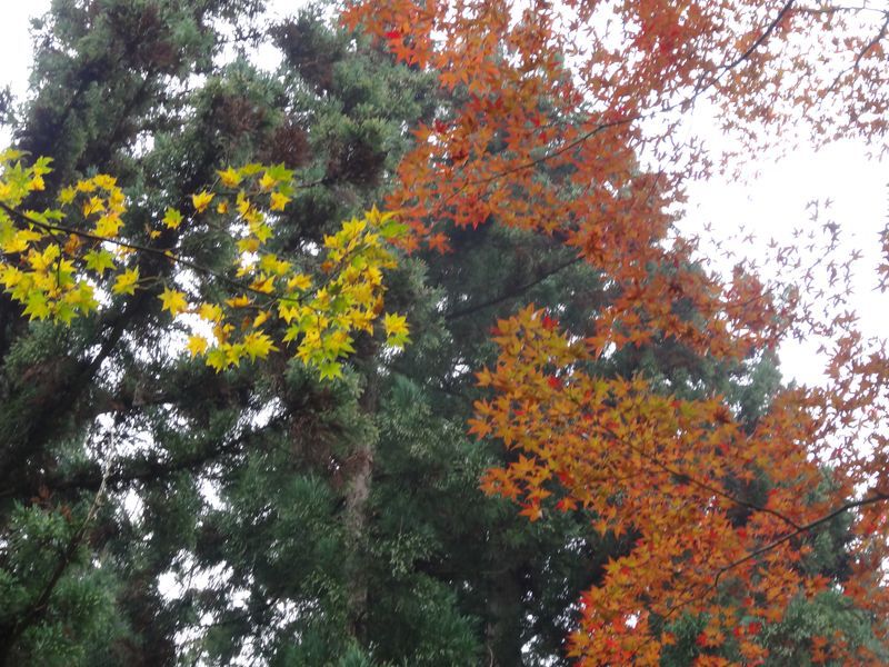 【'14 紅葉情報】 長井市のイチョウの木(10月20日)