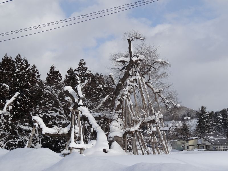 国指定文化財「伊佐沢の久保桜」の冬の様子