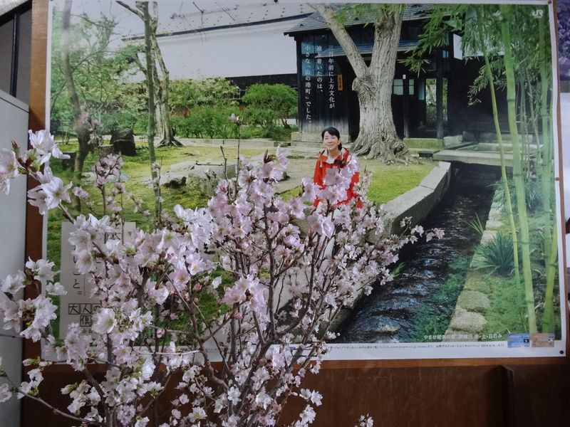 長井市内各施設の啓扇桜が満開です