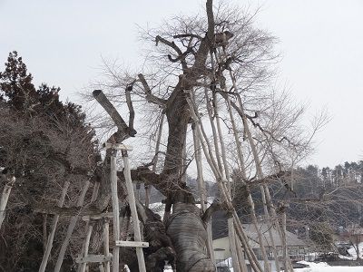 【'15 桜開花情報】 長井市の桜の名所(3月18日)