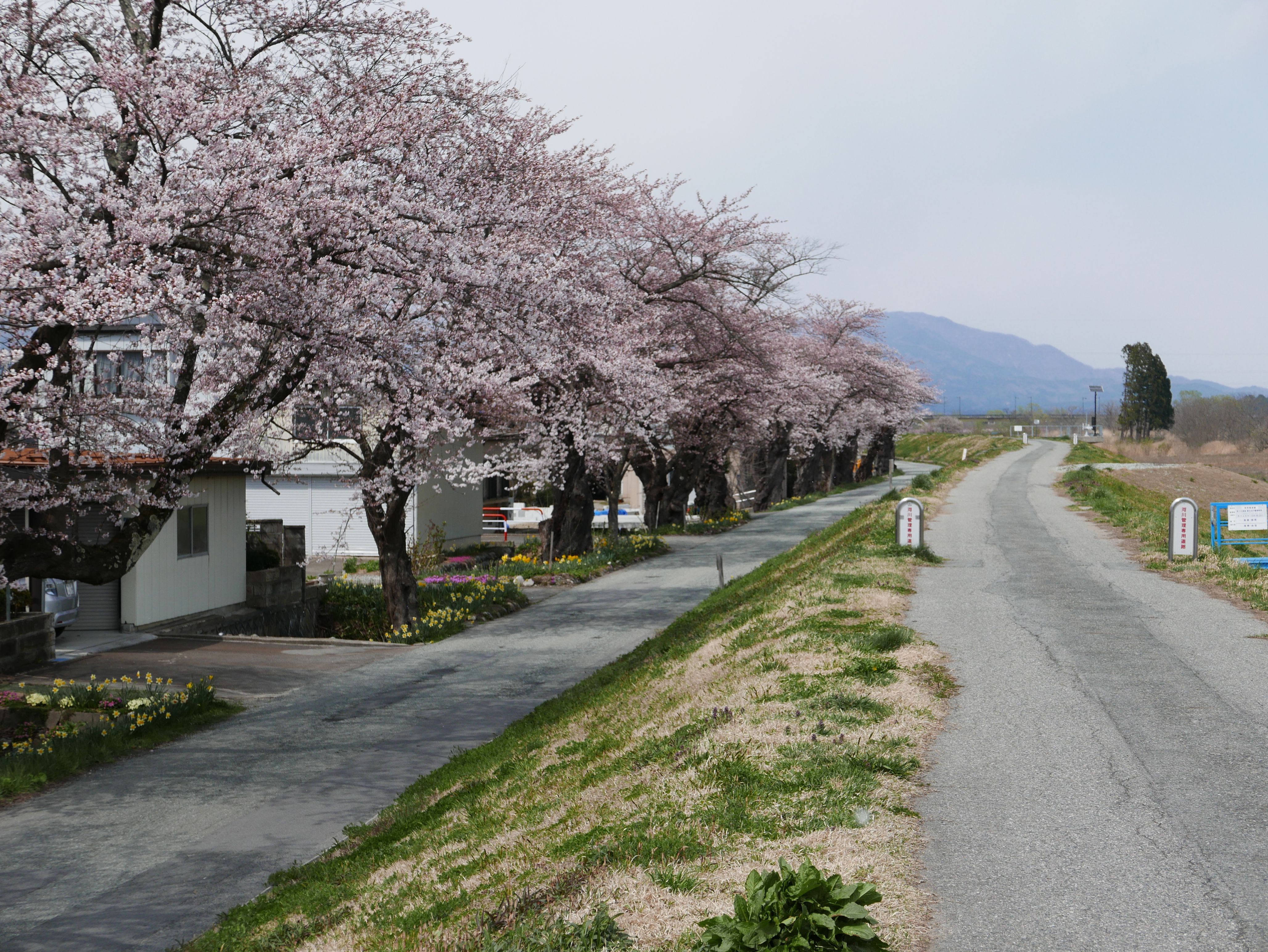 満開まで間もなく！最上川桜遊覧運航しています。