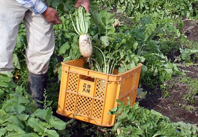 【在来の野菜 花作大根～動画をアップしました♪】