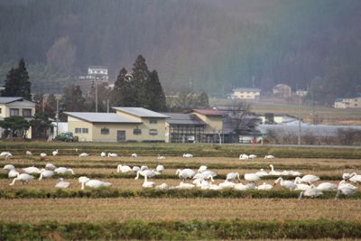 【長井市にも冬の使者飛来】