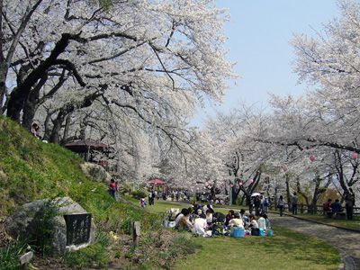 【置賜さくら回廊スタートです】