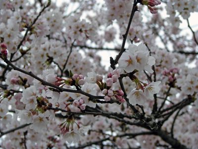 【桜！サクラ！さくらんらん！】