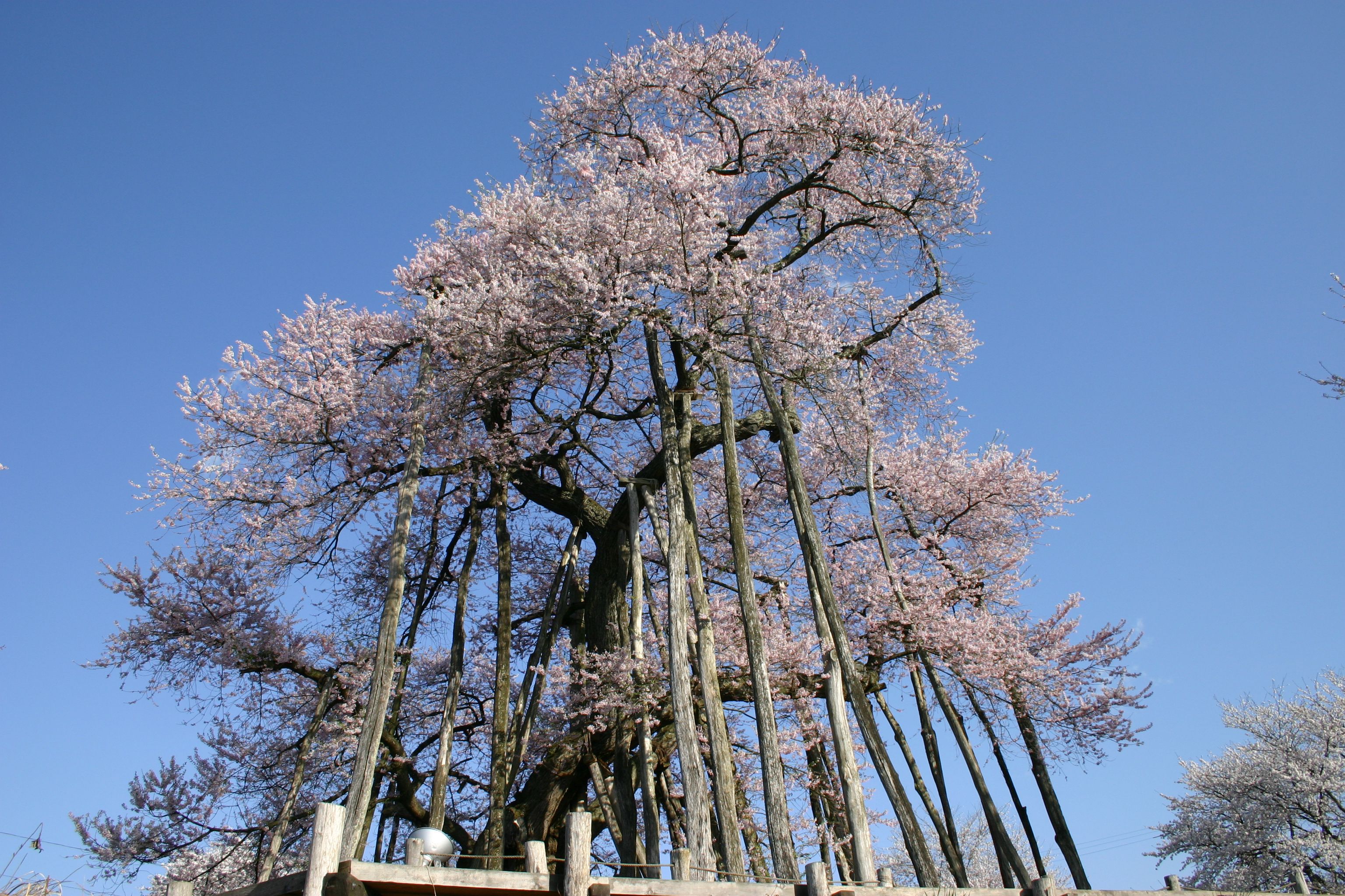 【もうすぐ桜の季節～長井市さくら開花情報】