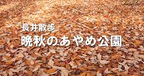長井散歩　晩秋のあやめ公園（H27.11.20) 