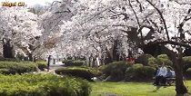 長井の桜に集う人～笑顔満開子育てライフ～ 
