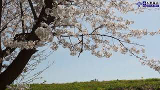 長井の『春』