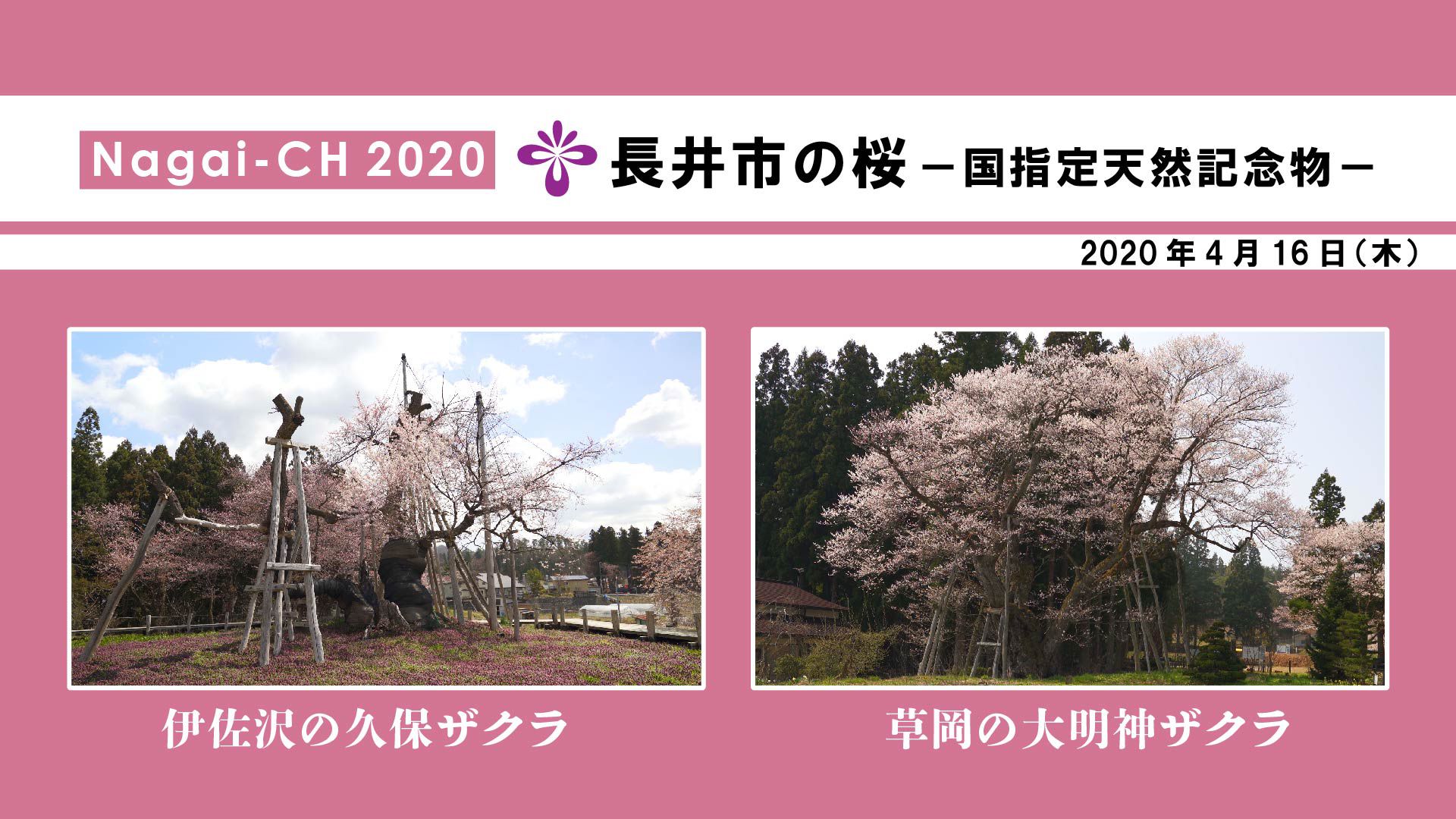【長井市】長井市の桜～国指定天然記念物～（令和2年4月16日）