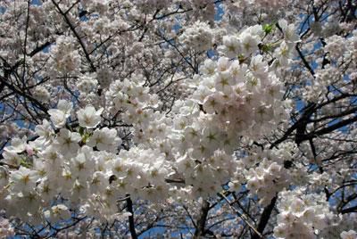 ☆ふらりの桜、満開です♪