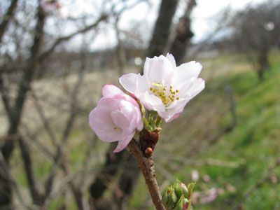 【秋彼桜が咲いています(^^)v】