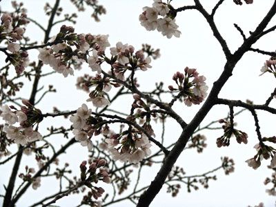 【今日は花曇り～白つつじ公園の桜も咲きはじめました】