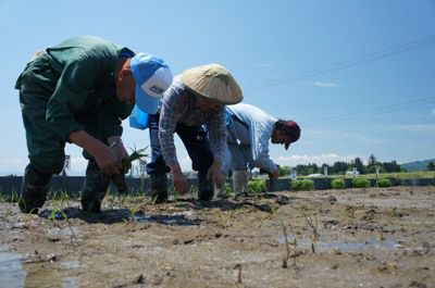 【山形の伝説の米『さわのはな』原々種 田植え】