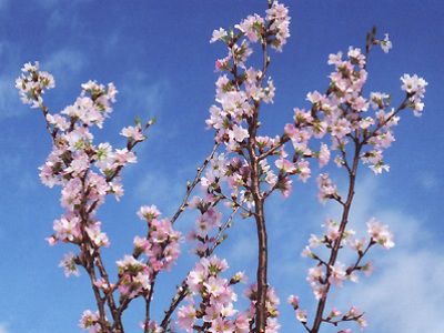 【一足早い春を～冬の桜『啓翁桜』】
