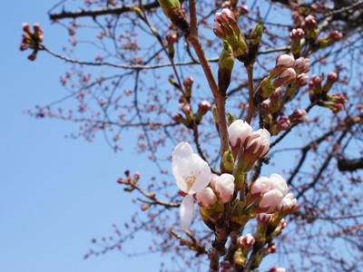 【つつじ公園の桜が咲きました！＆さくら通信｡*+】