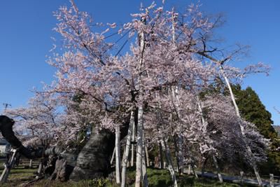 【伊佐沢念佛踊り　～久保桜～】