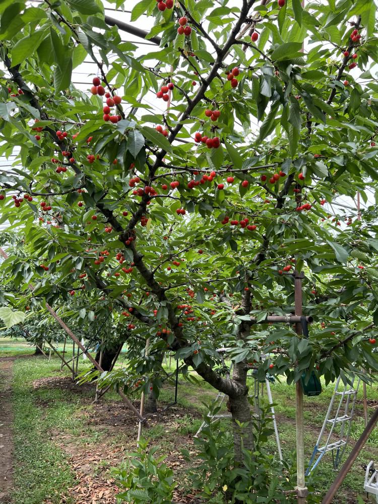 紅秀峰の出荷終了のご報告。