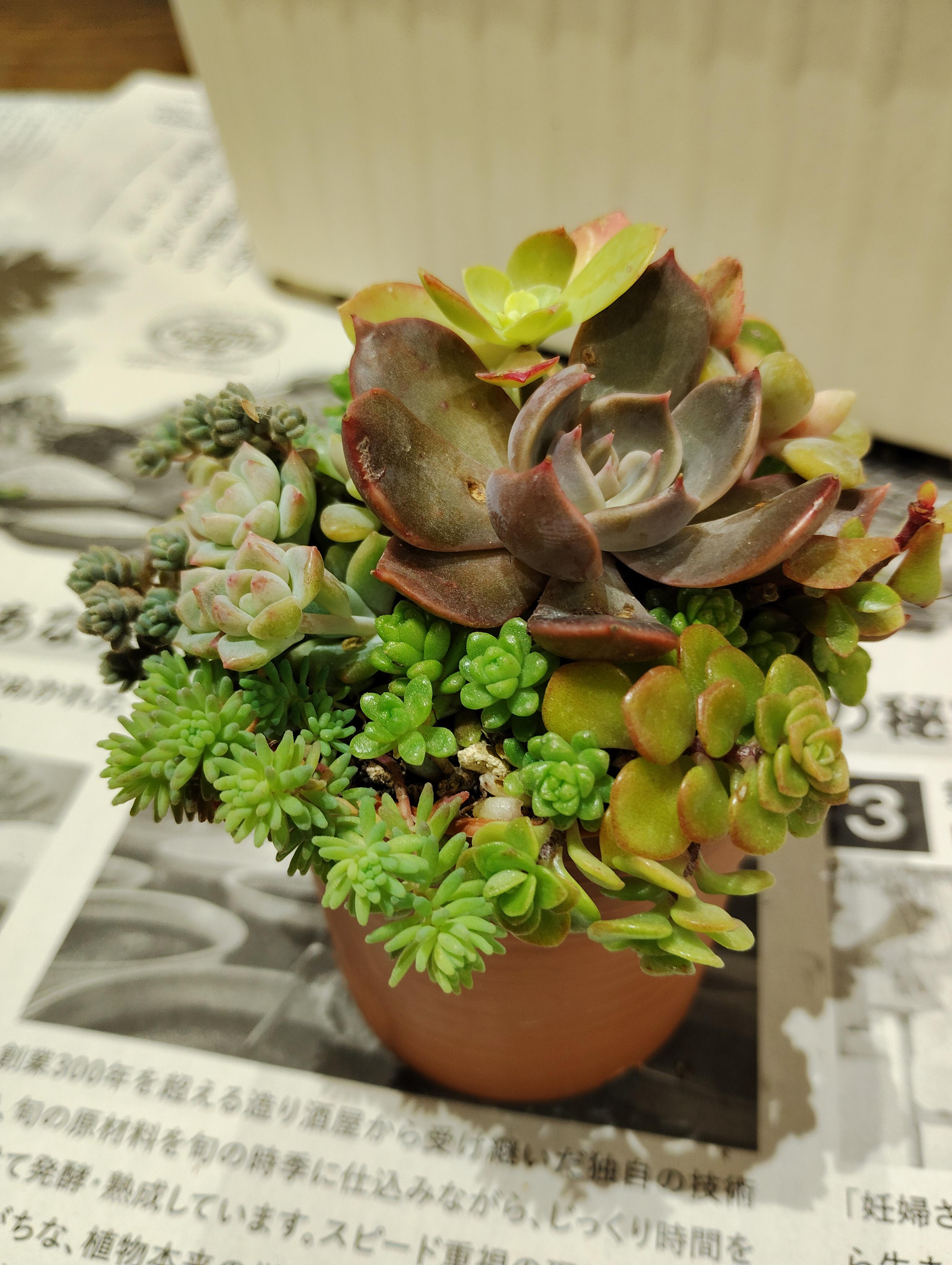 文化祭に向けて…