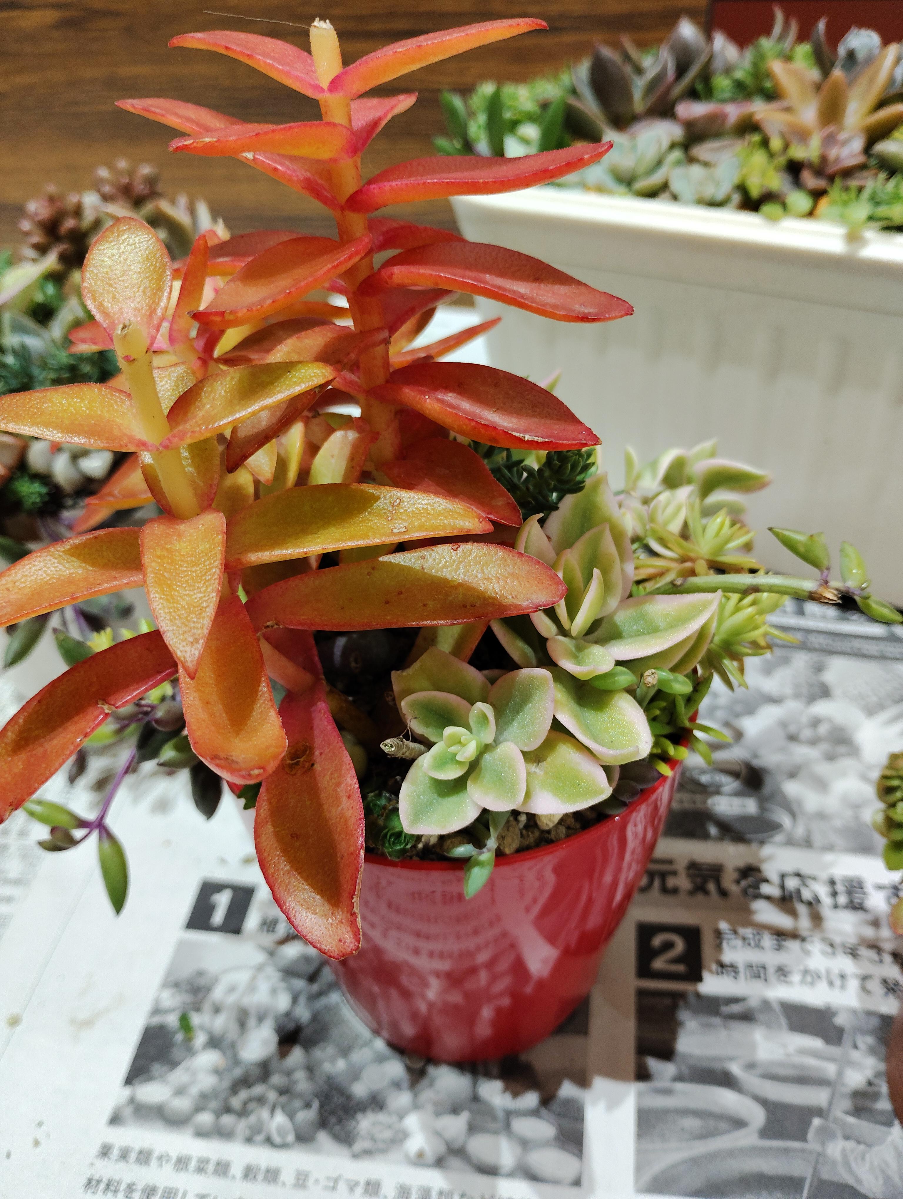 文化祭に向けて…