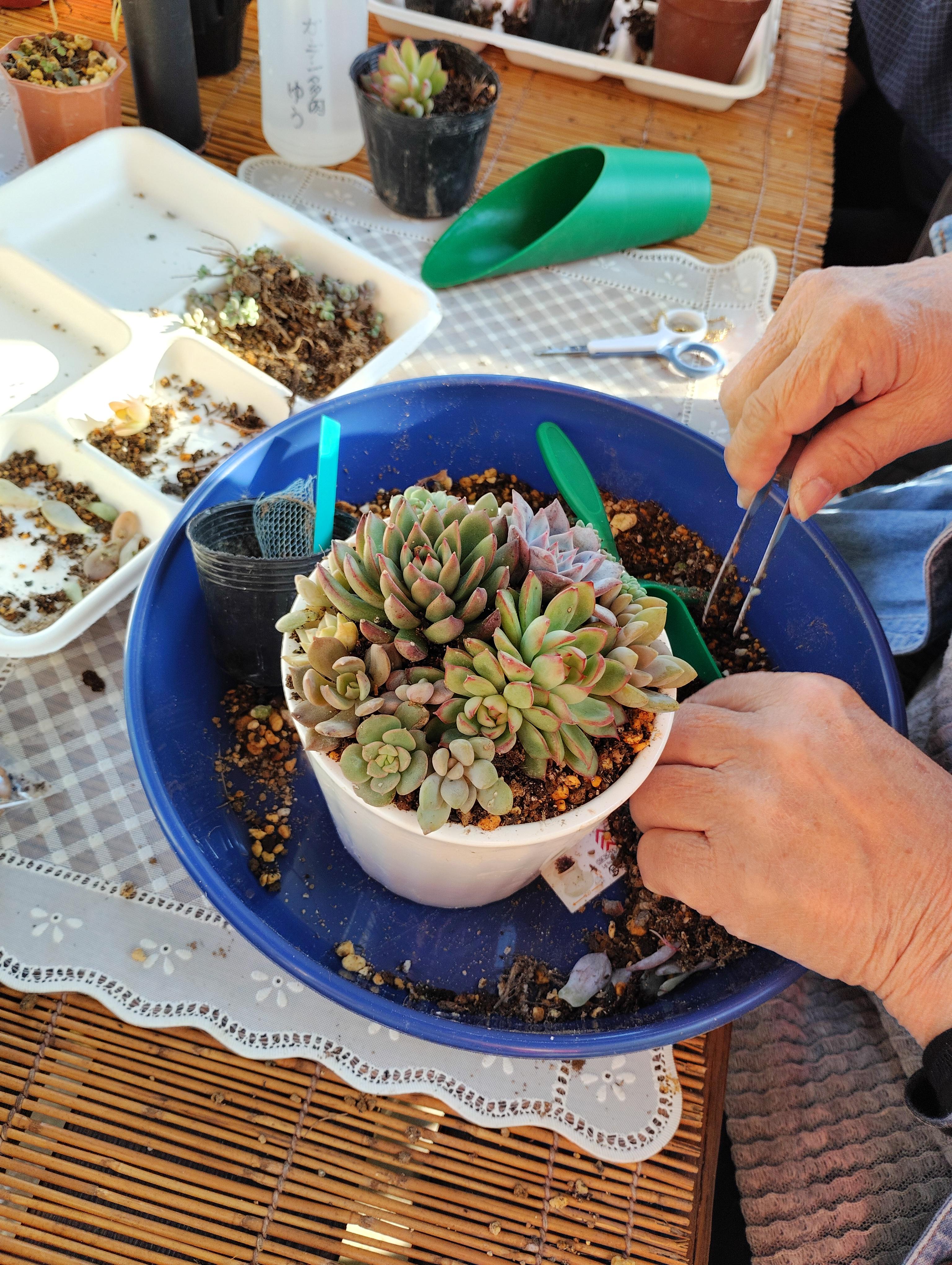 寄せ植え教室最終日