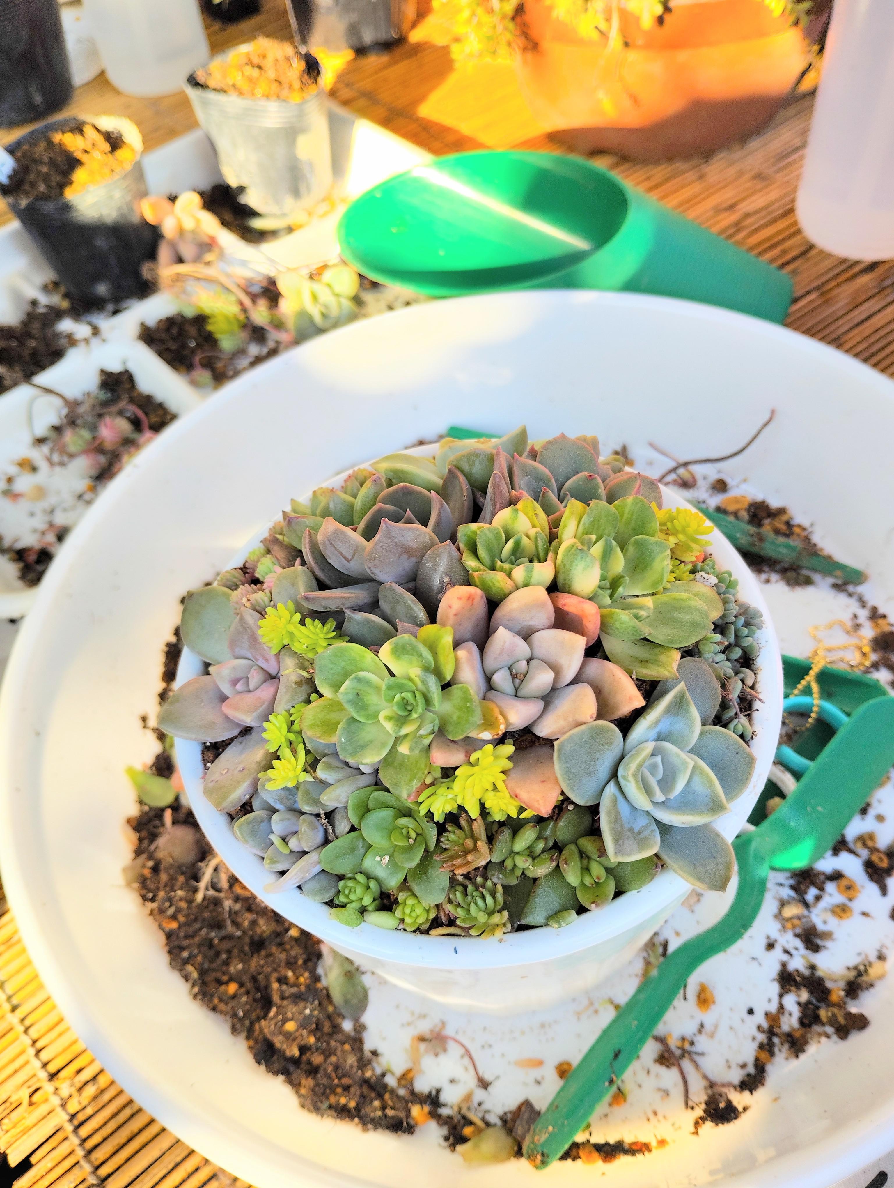 寄せ植え教室最終日