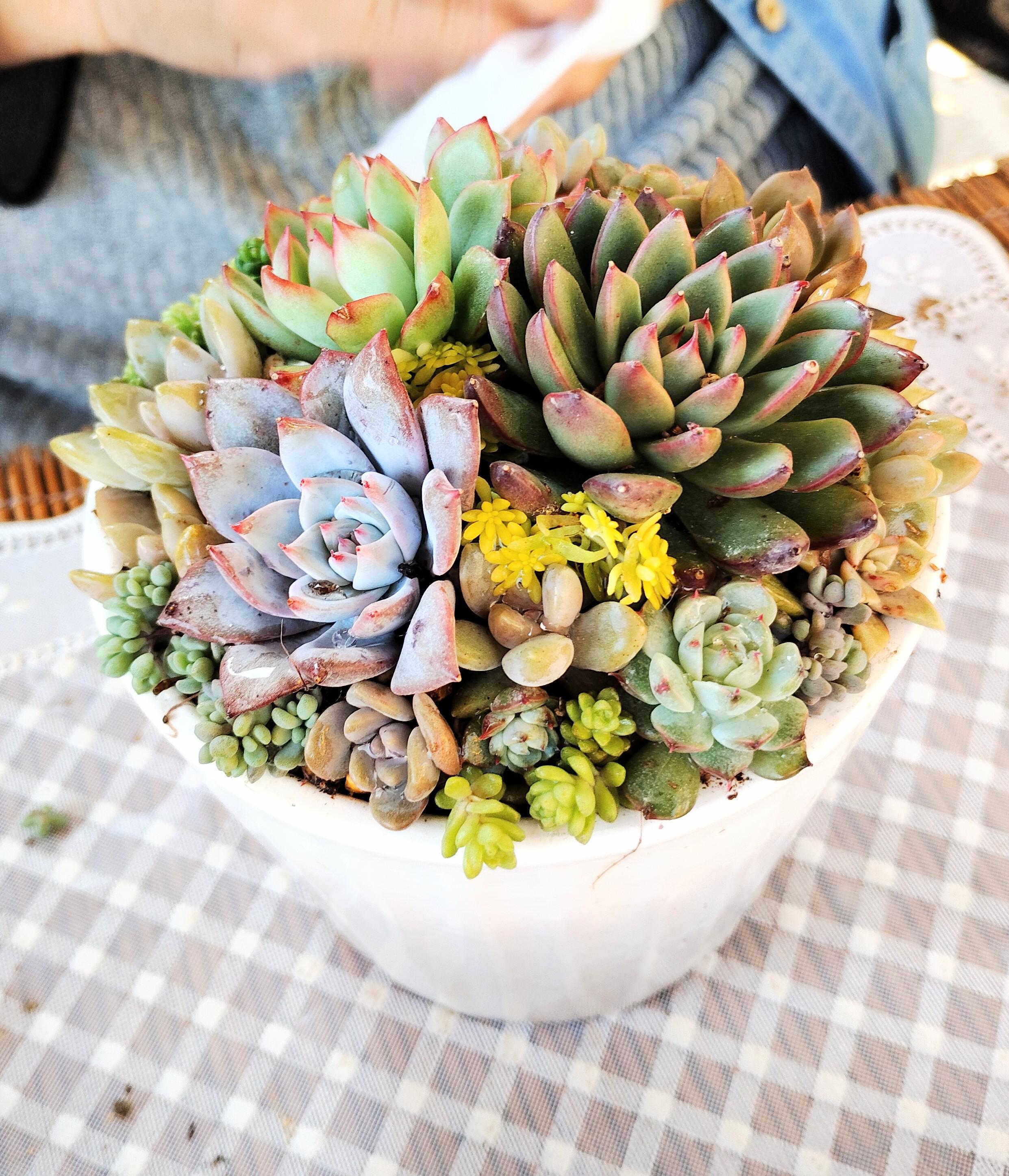 寄せ植え教室最終日