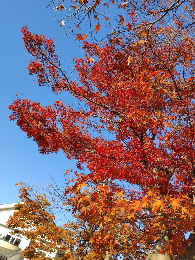 紅葉（中川公民館＆岩部山）