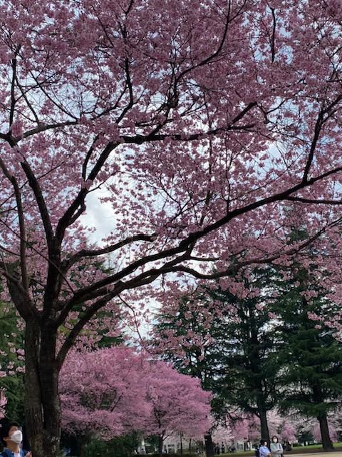 桜だより