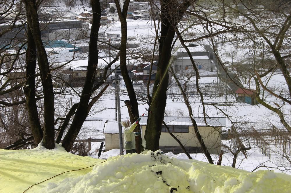 岩部山　桜の防除作業