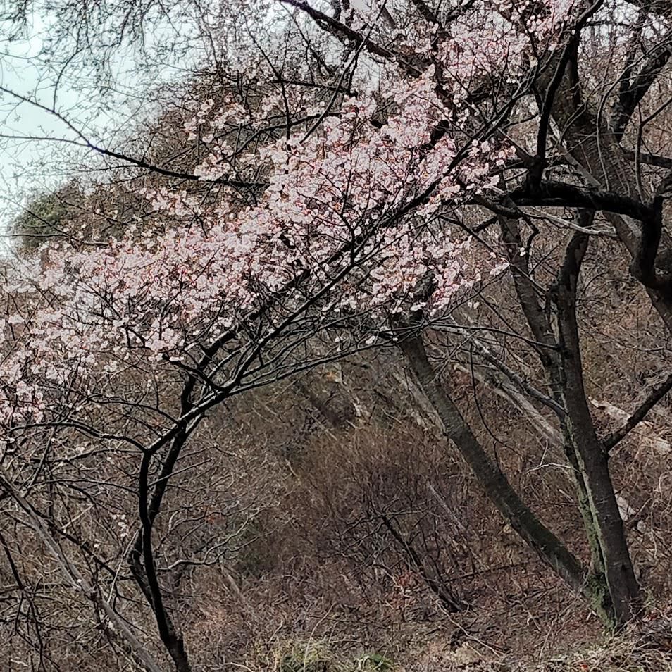 桜