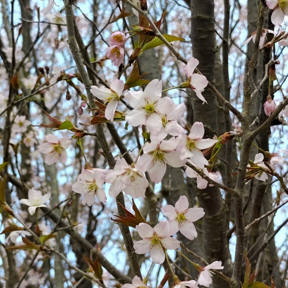桜(岩部山)