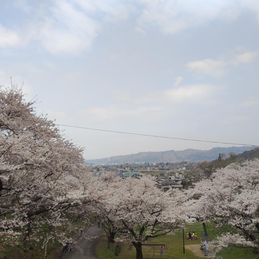 桜(烏帽子山)