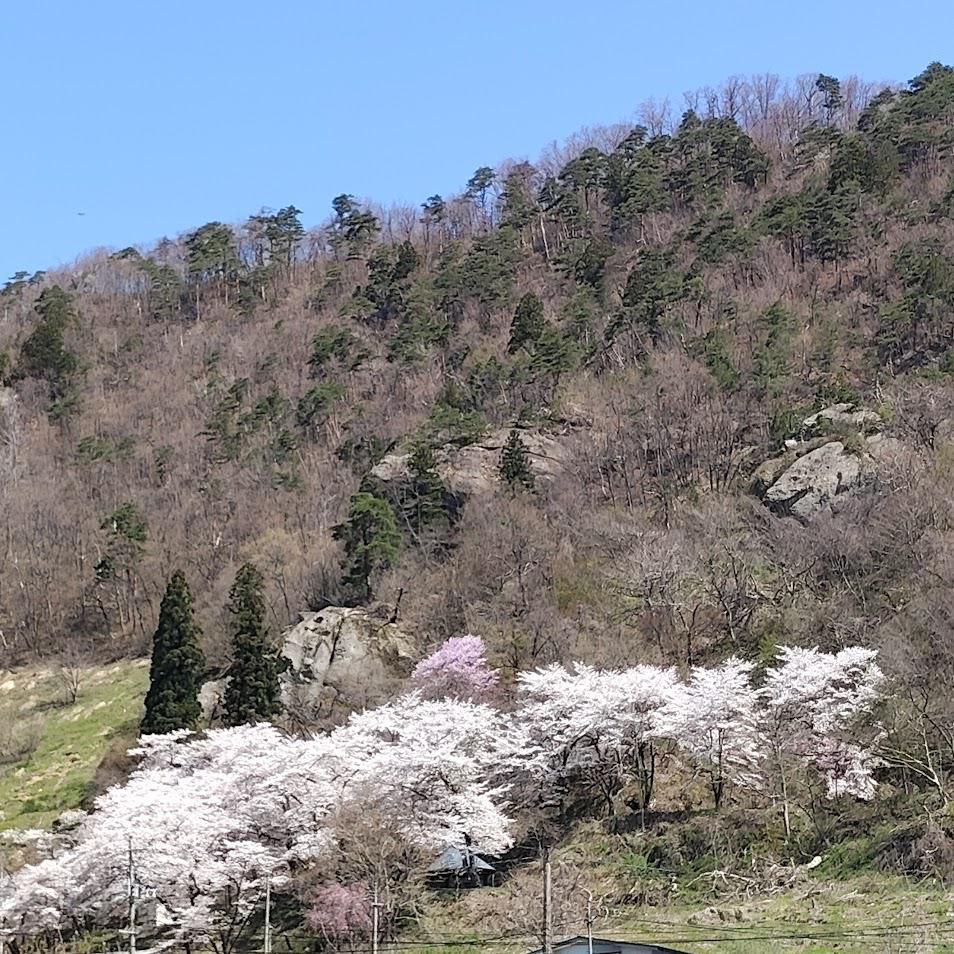 桜（岩部山）1