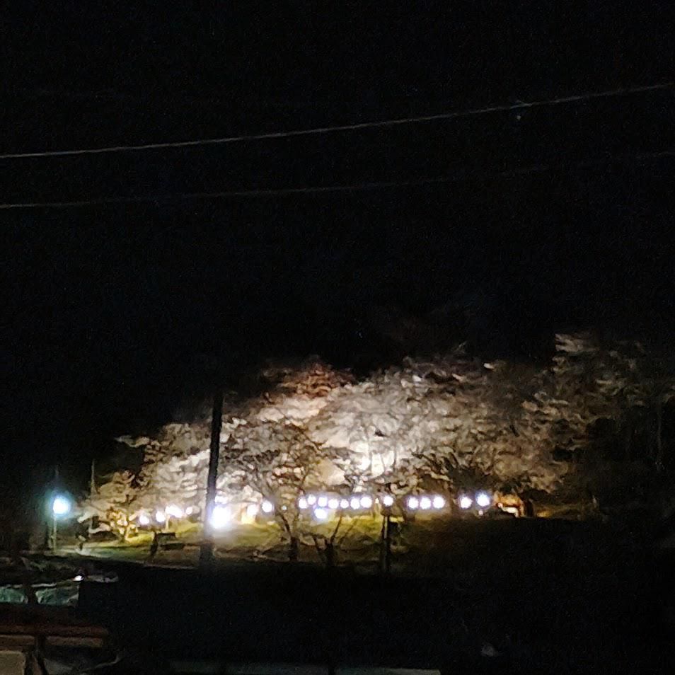 桜（岩部山）2