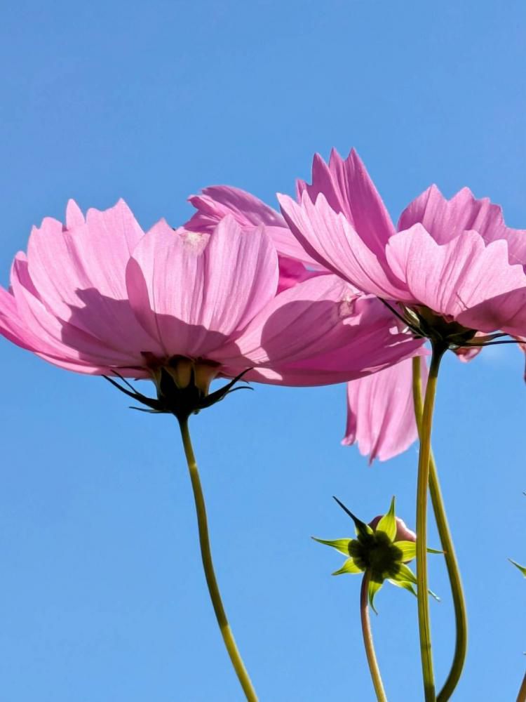 秋桜