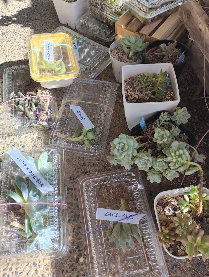 ひとりで…できるもん?（寄せ植え教室）