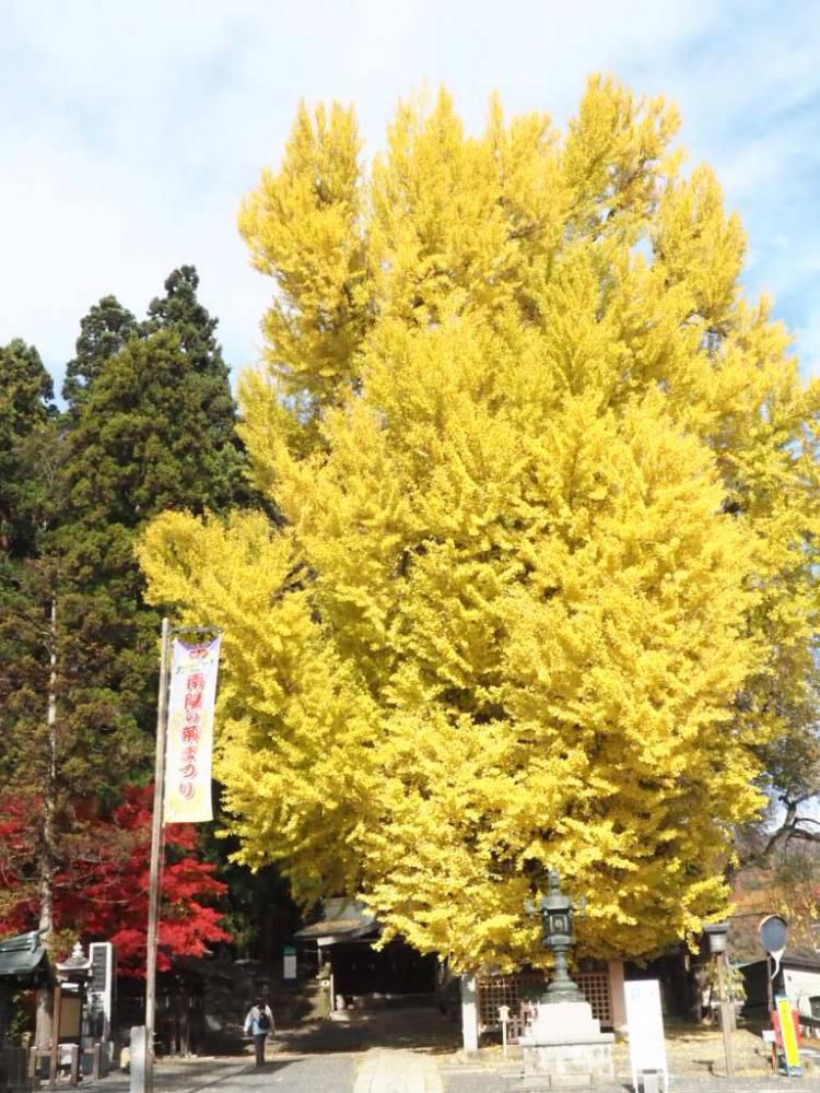 紅葉（熊野大社＆烏帽子山）