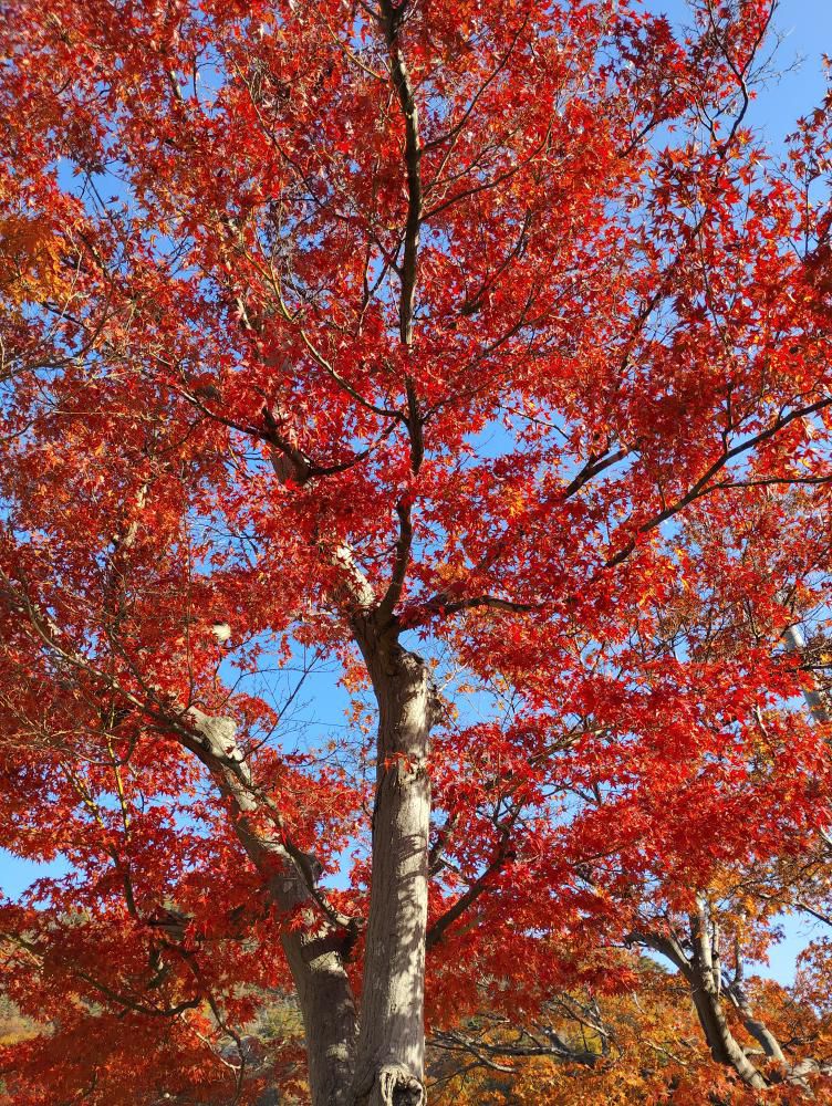 紅葉（中川公民館＆岩部山）