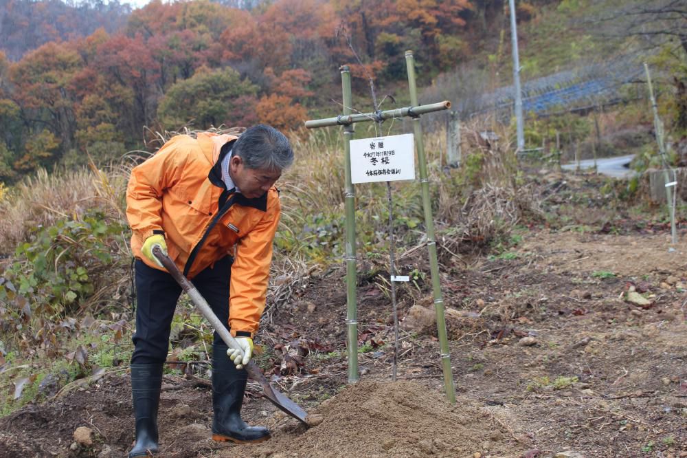 冬桜植樹