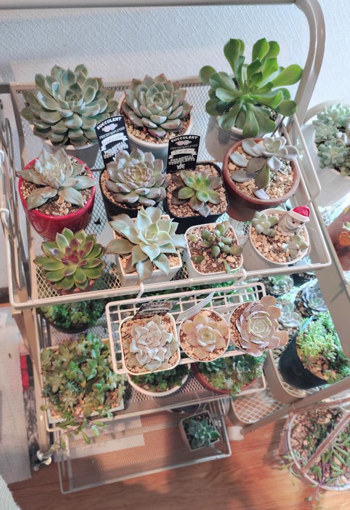 真冬の多肉植物