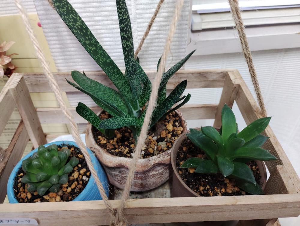 真冬の多肉植物 2